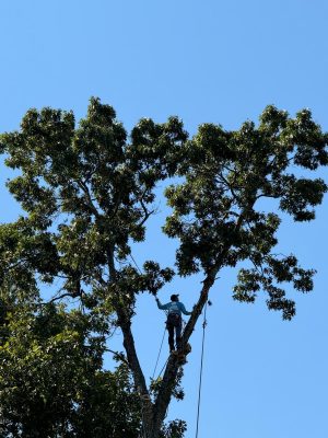 MG Tree Services LLD inside in Peachtree city ,Tree Removal in Peachtree city, Emergency tree removal in peachtree city , Tree trimming in peachtree cityjpeg (15)